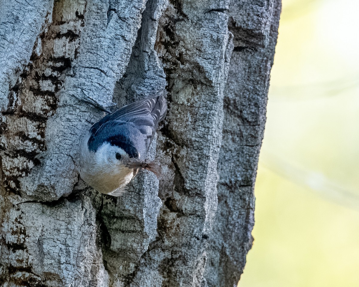 White-breasted Nuthatch - ML619648630