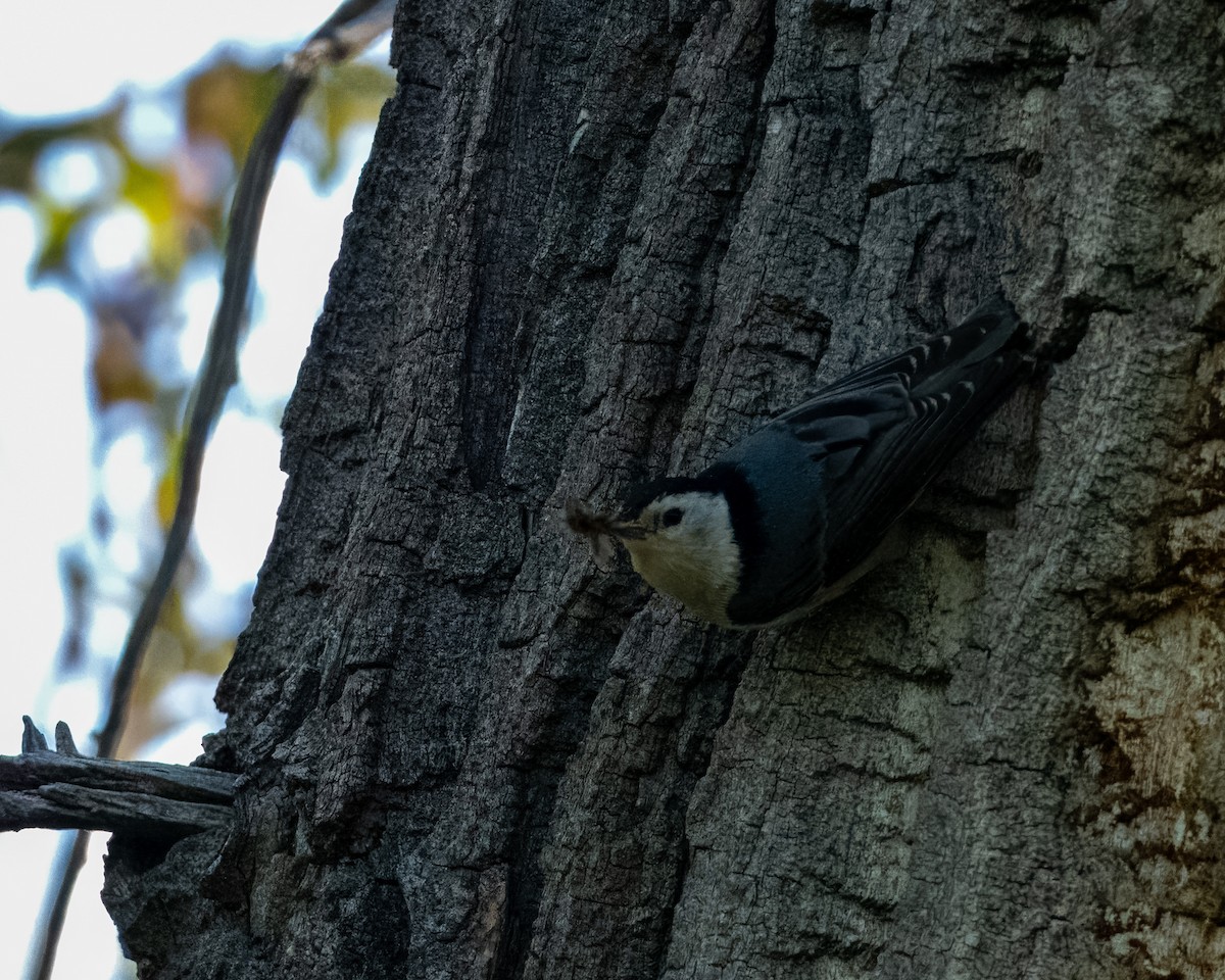 White-breasted Nuthatch - ML619648631