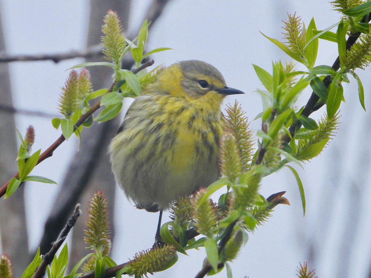 Cape May Warbler - ML619648646