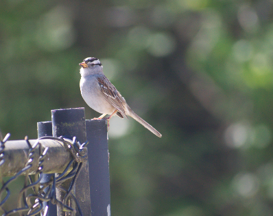 White-crowned Sparrow - ML619648743