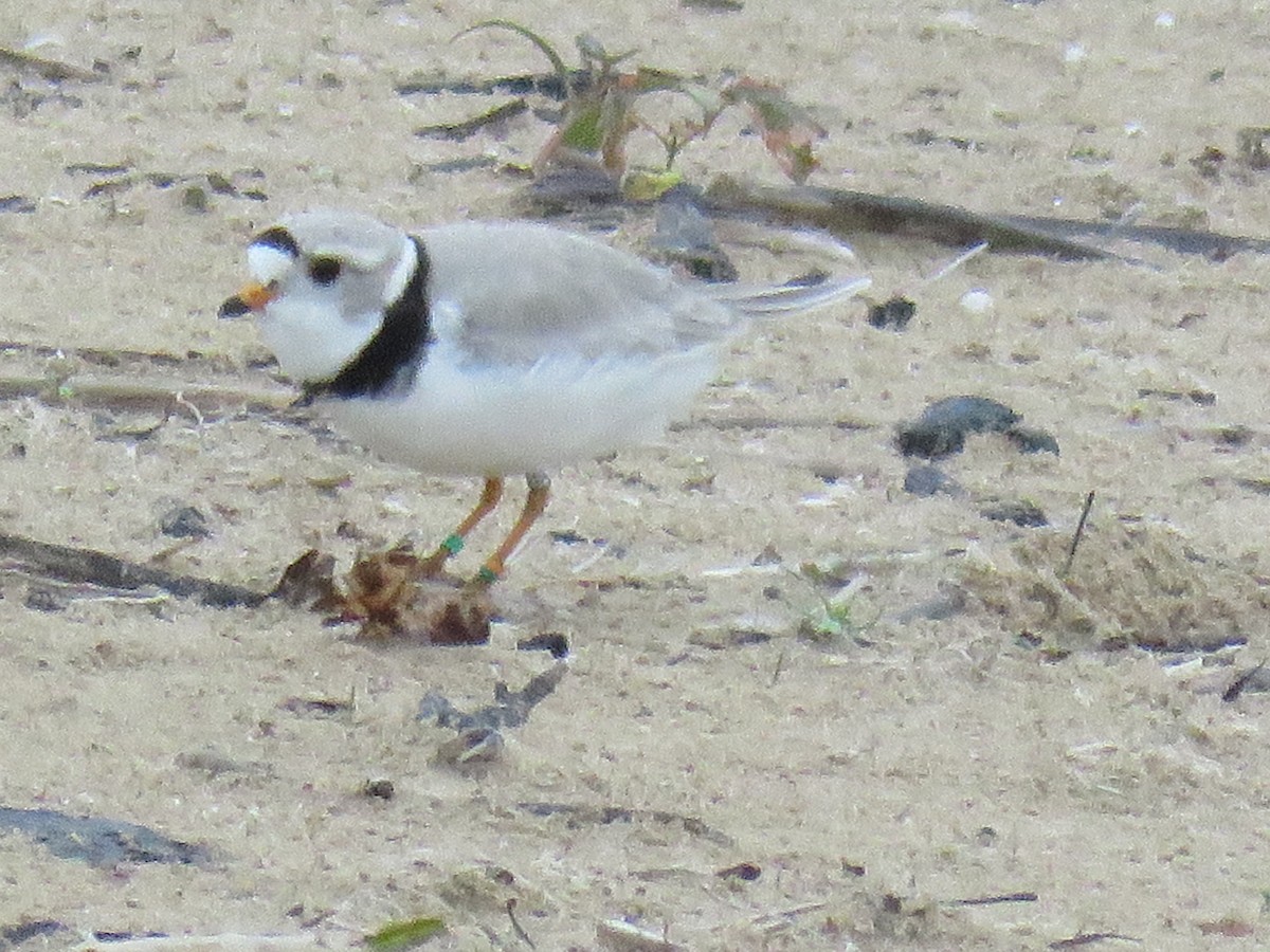 Piping Plover - ML619648763