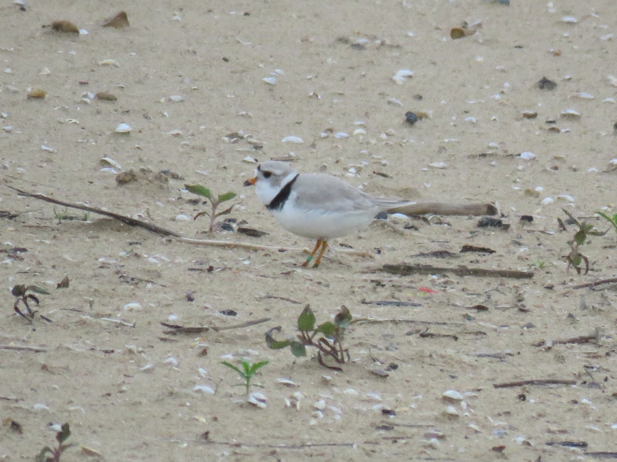 Piping Plover - ML619648804