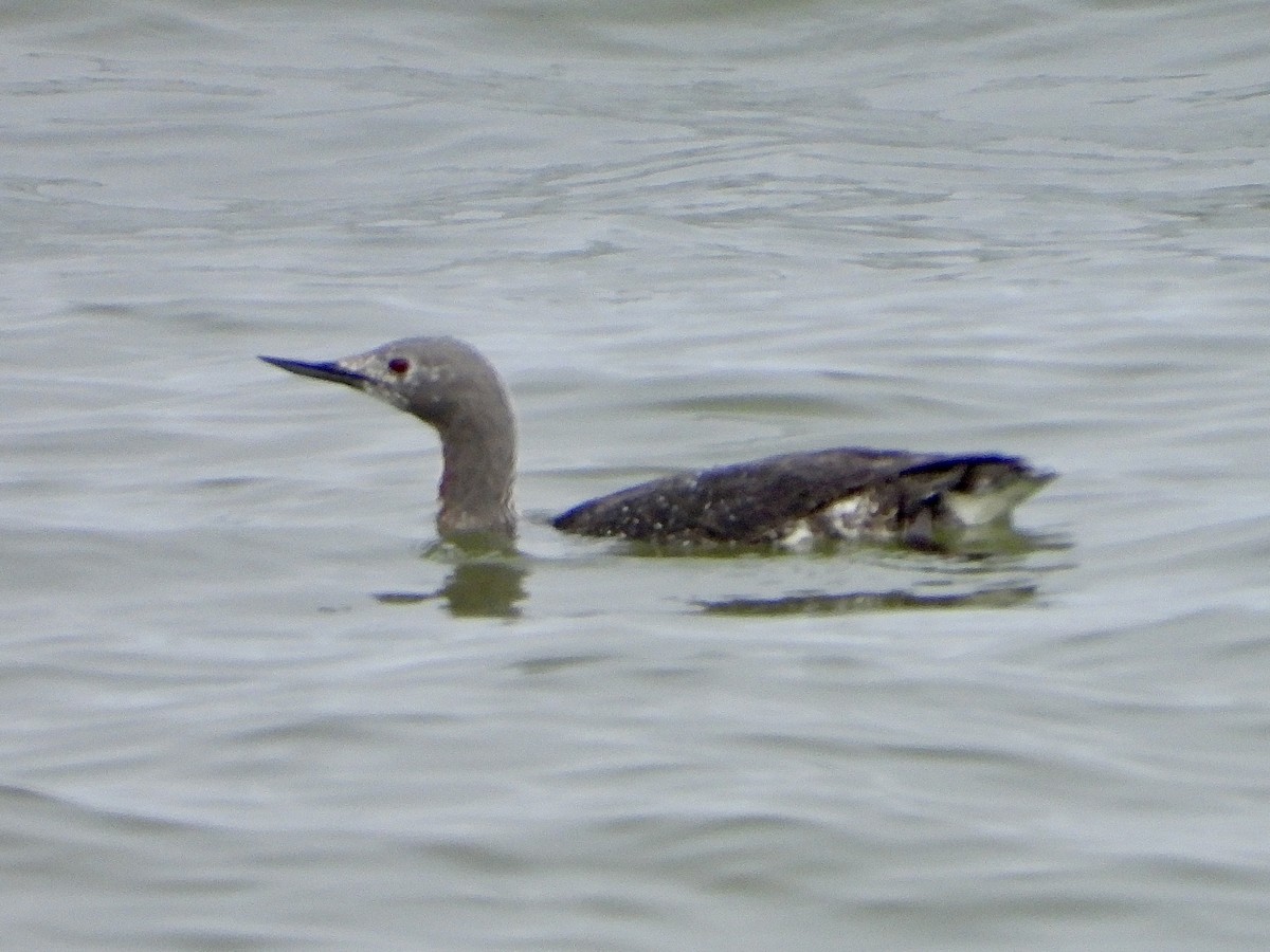 Red-throated Loon - ML619648842