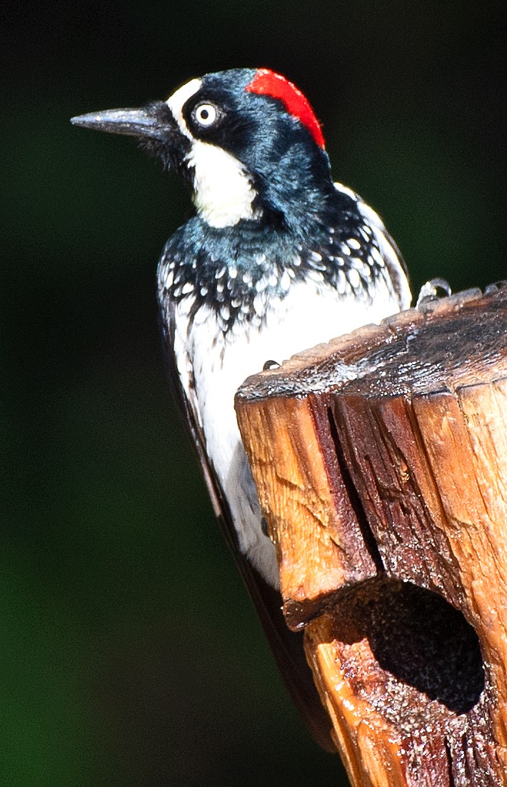 Acorn Woodpecker - ML619648929