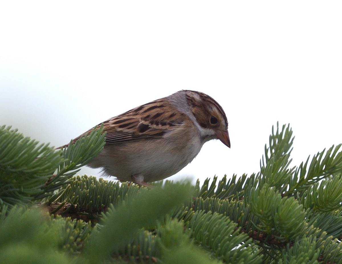 Clay-colored Sparrow - ML619648946
