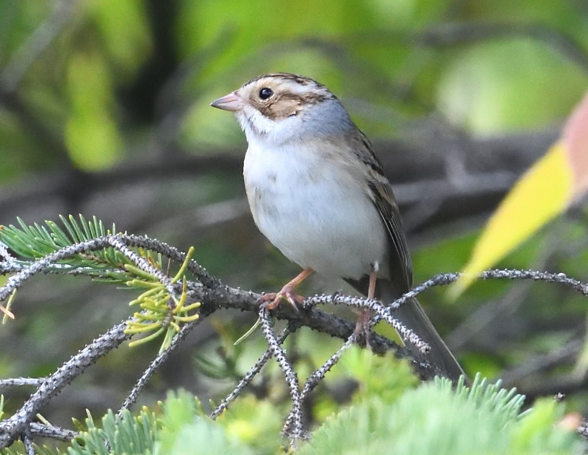 Clay-colored Sparrow - ML619648947