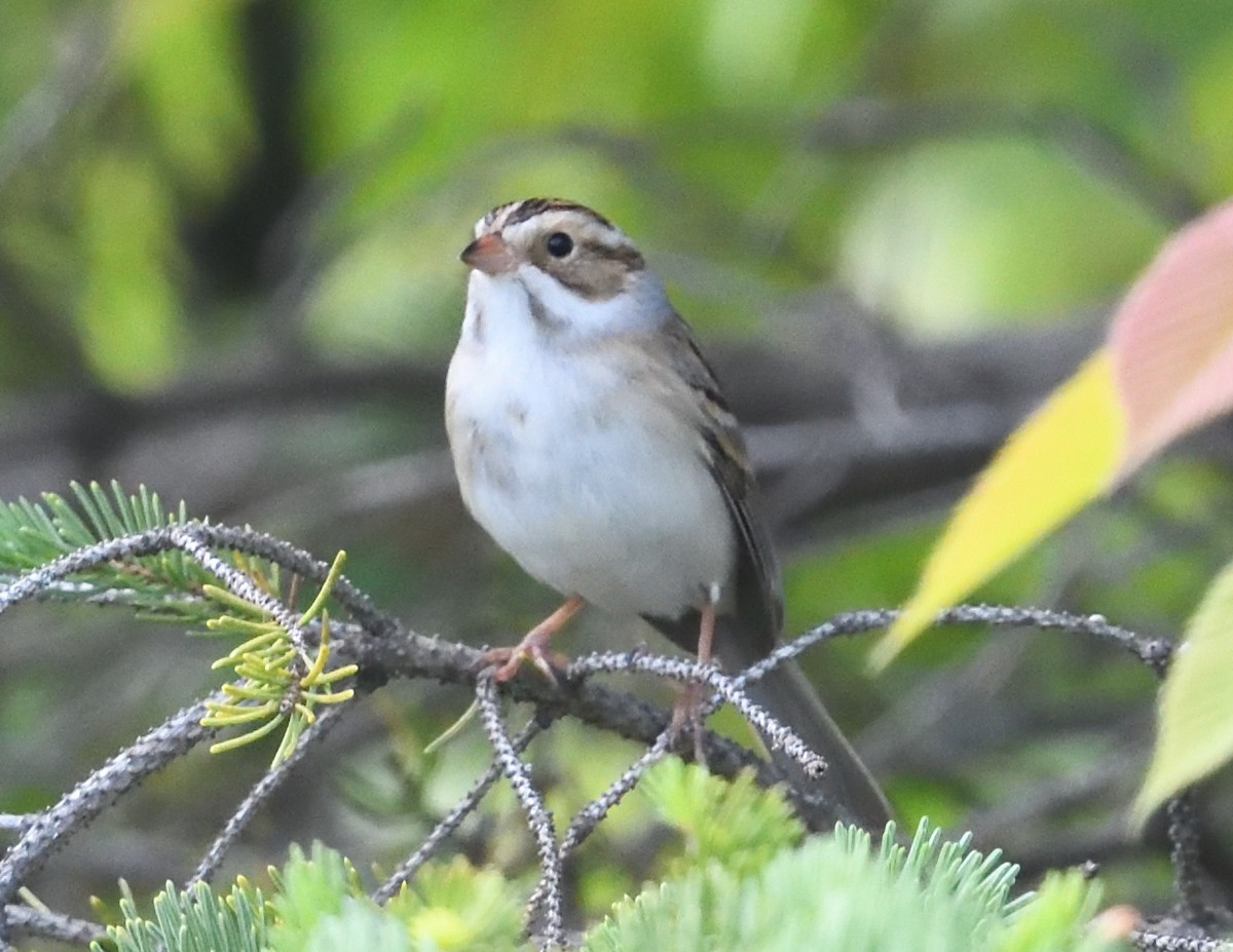 Clay-colored Sparrow - ML619648949