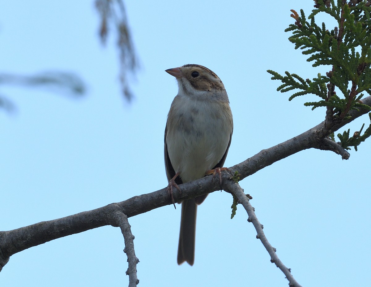 Clay-colored Sparrow - ML619648950