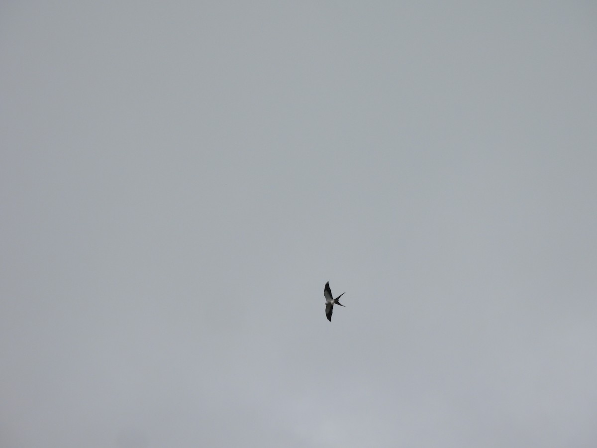 Swallow-tailed Kite - ML619648986