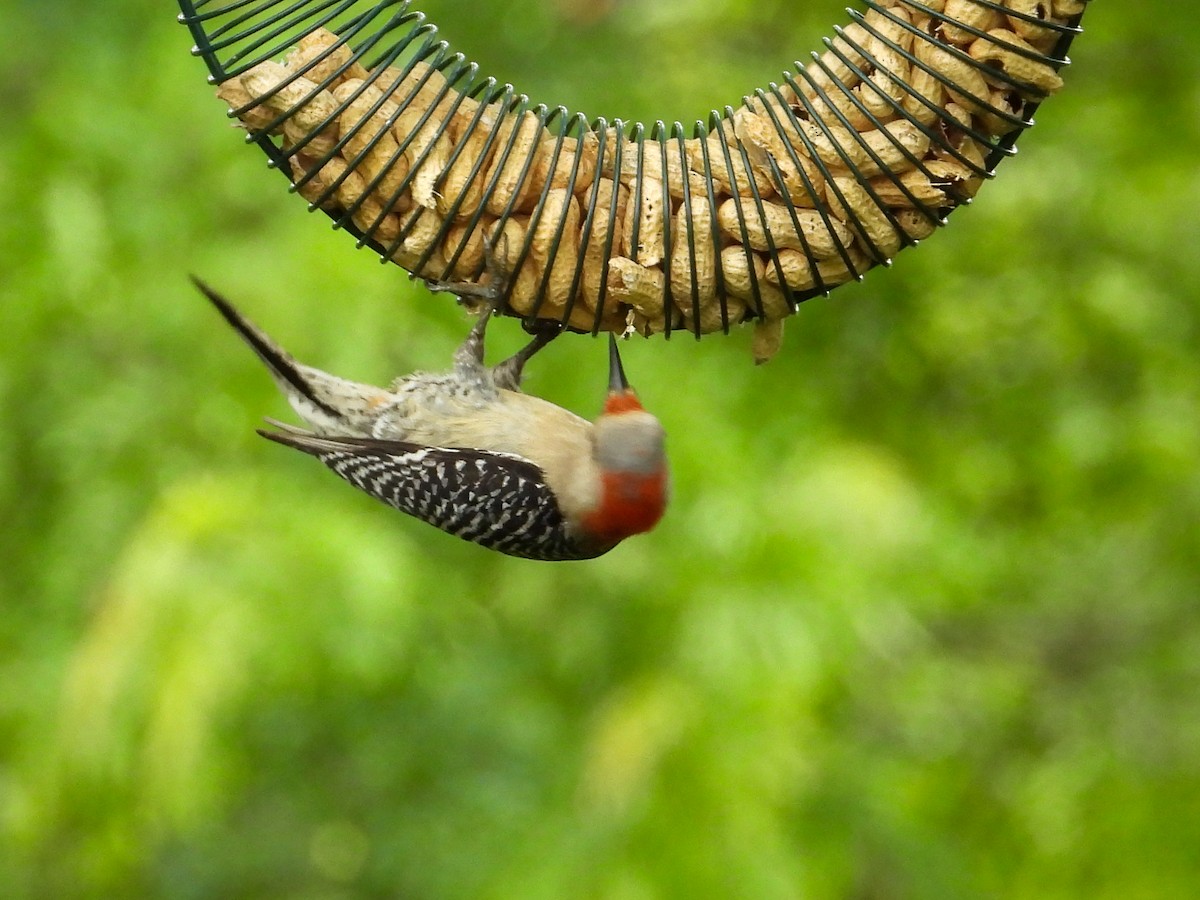 Red-bellied Woodpecker - ML619649102