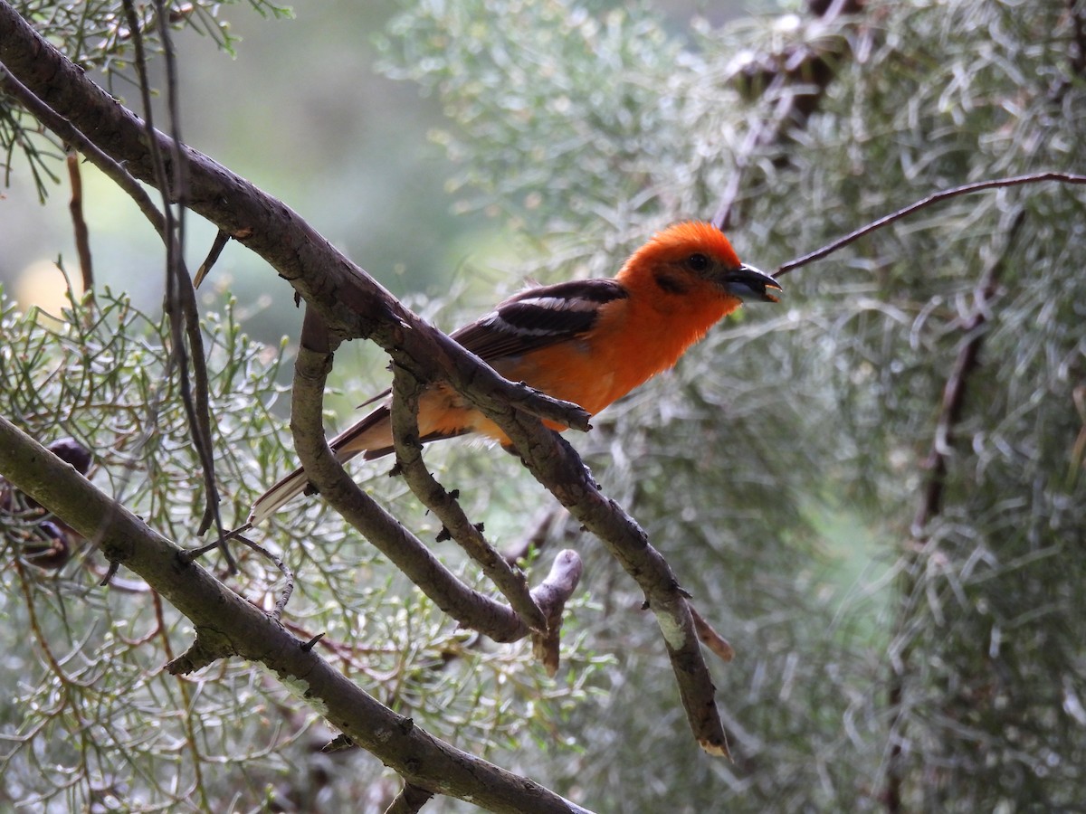 Flame-colored Tanager - ML619649108