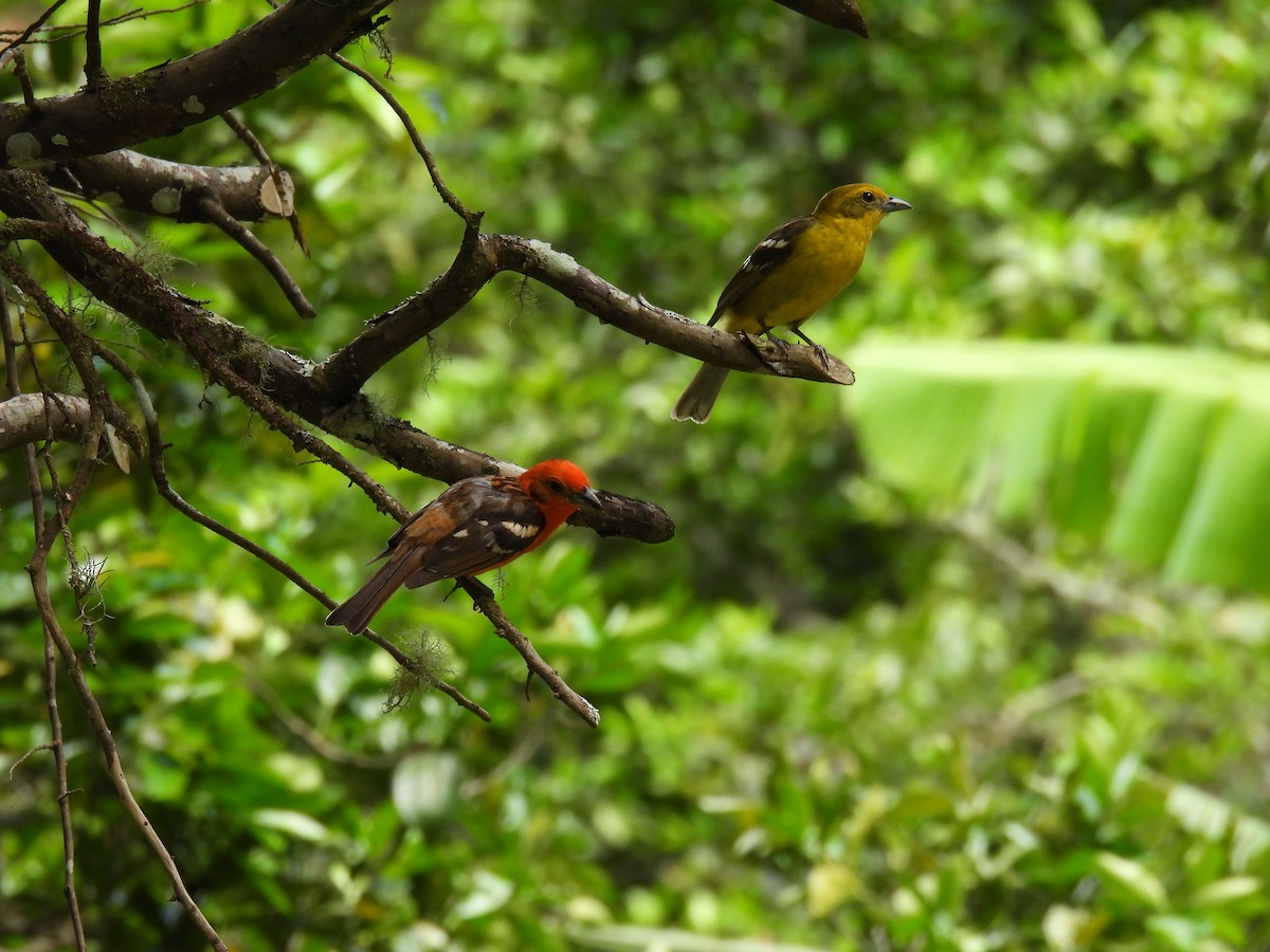 Flame-colored Tanager - ML619649109