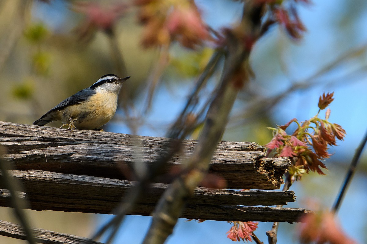 Red-breasted Nuthatch - ML619649152