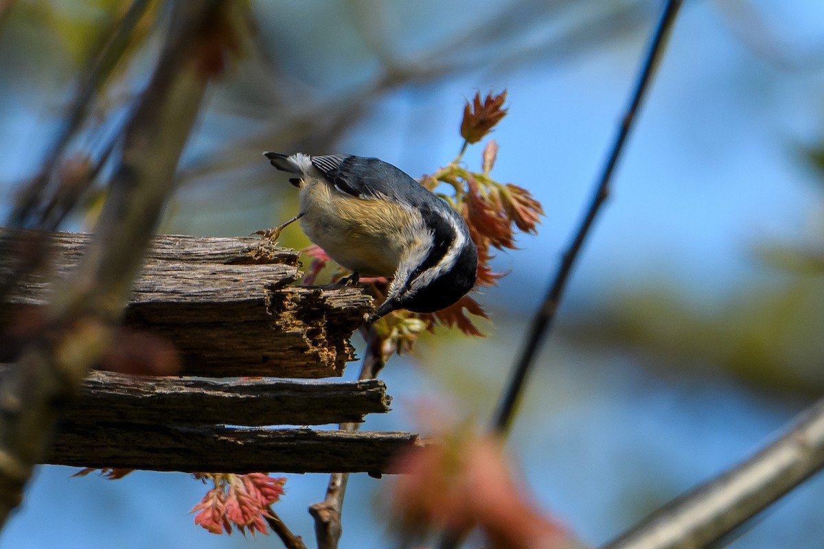Red-breasted Nuthatch - ML619649153
