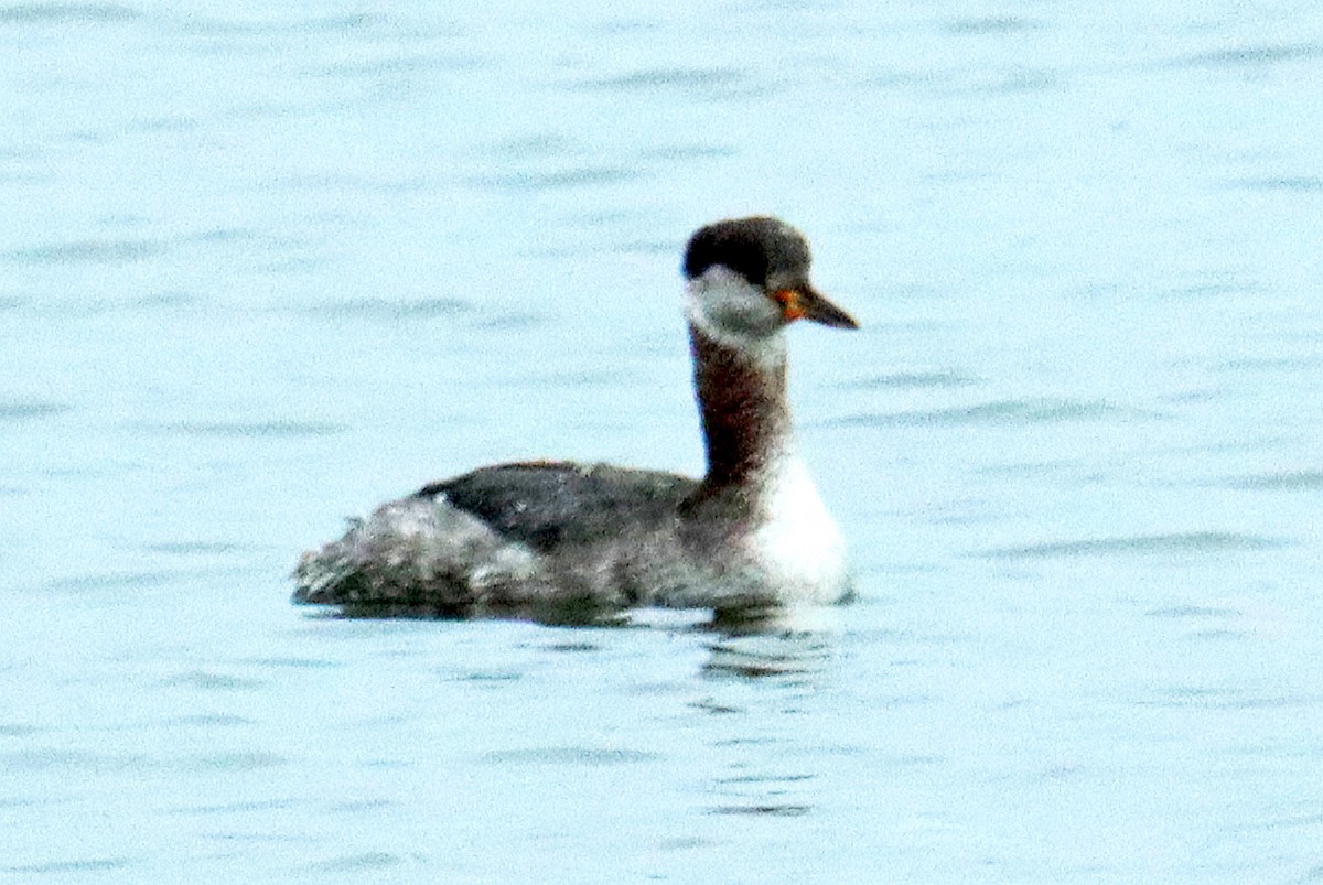Red-necked Grebe - ML619649194