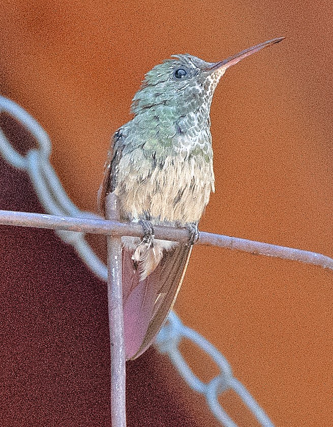 Berylline Hummingbird - ML619649207