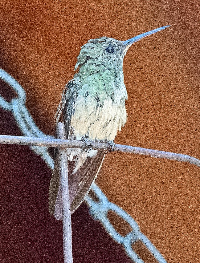 Berylline Hummingbird - ML619649208