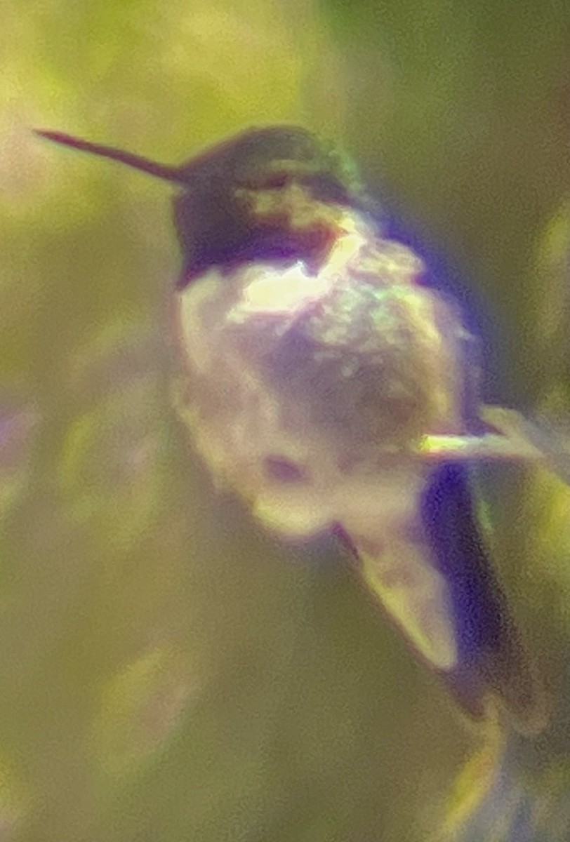 Broad-tailed Hummingbird - ML619649233