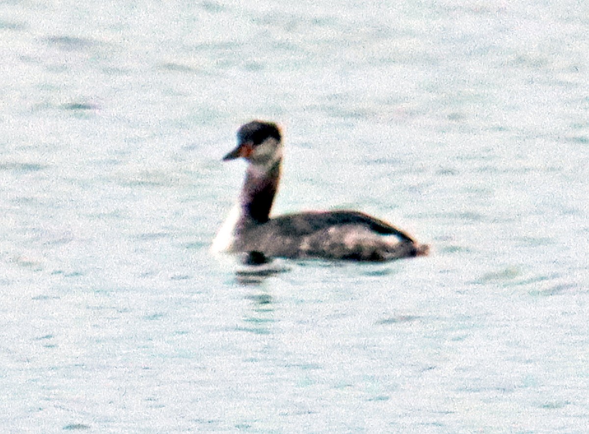 Red-necked Grebe - ML619649234