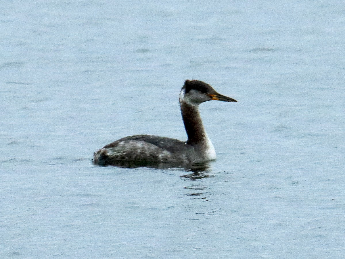 Red-necked Grebe - ML619649235