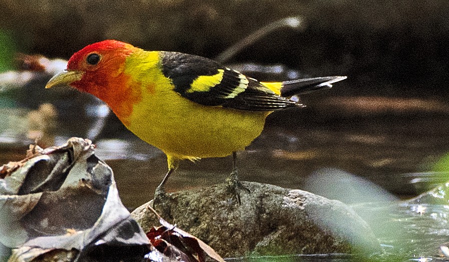 Western Tanager - ML619649268