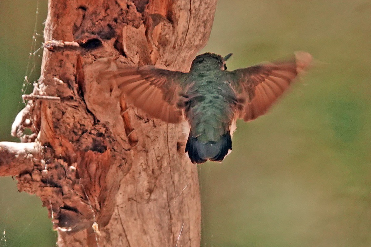Black-chinned Hummingbird - ML619649296