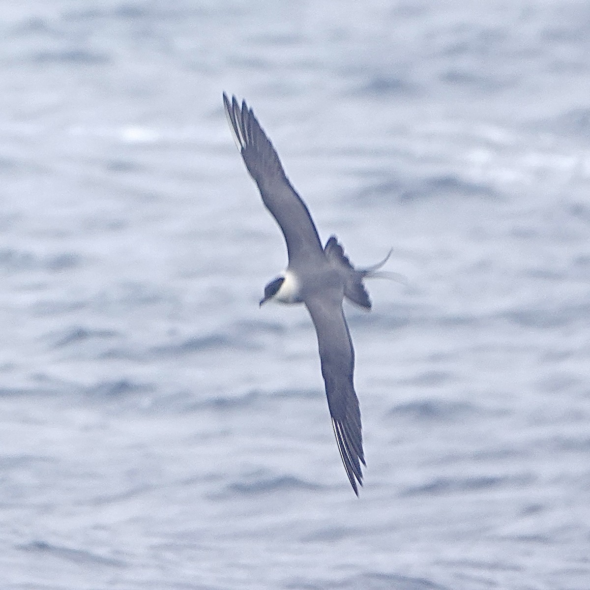 Long-tailed Jaeger - ML619649325