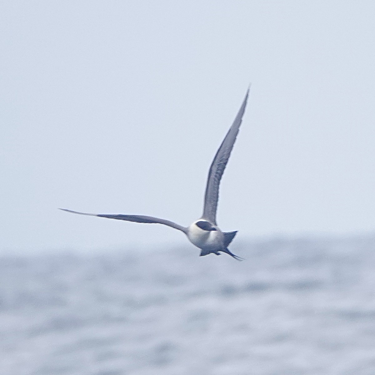 Long-tailed Jaeger - ML619649326
