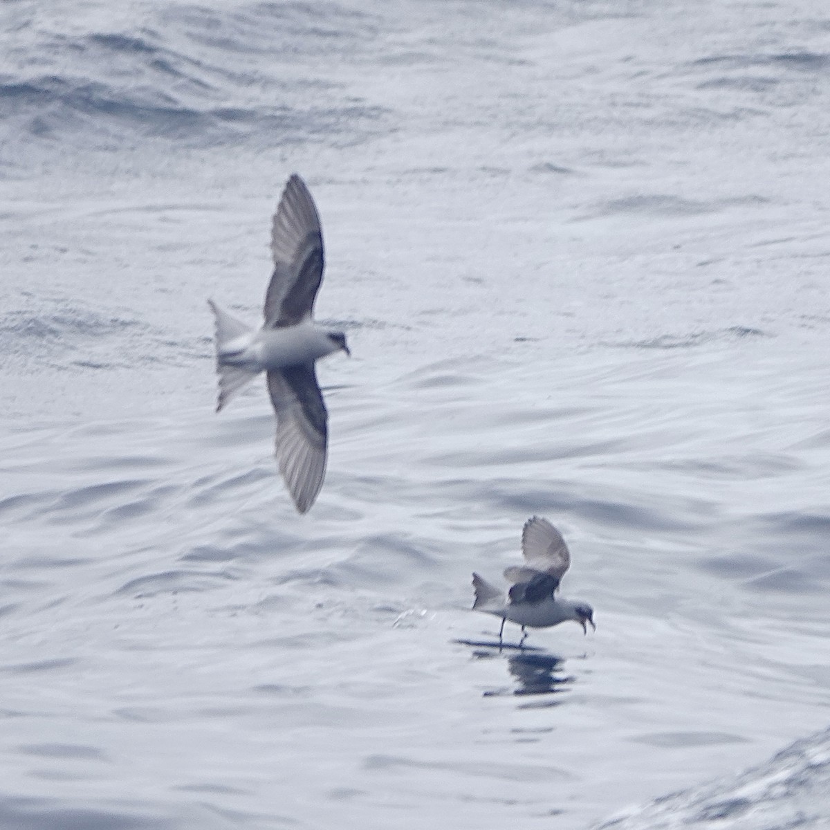 Fork-tailed Storm-Petrel - ML619649355