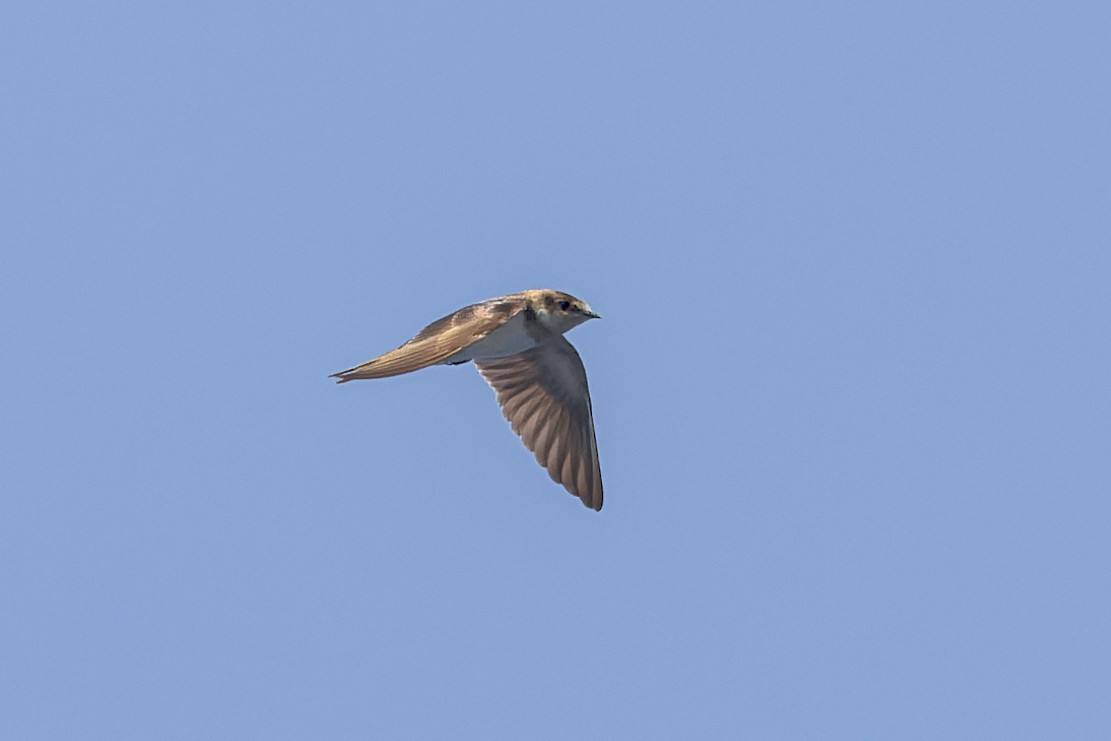 Barn Swallow - ML619649388