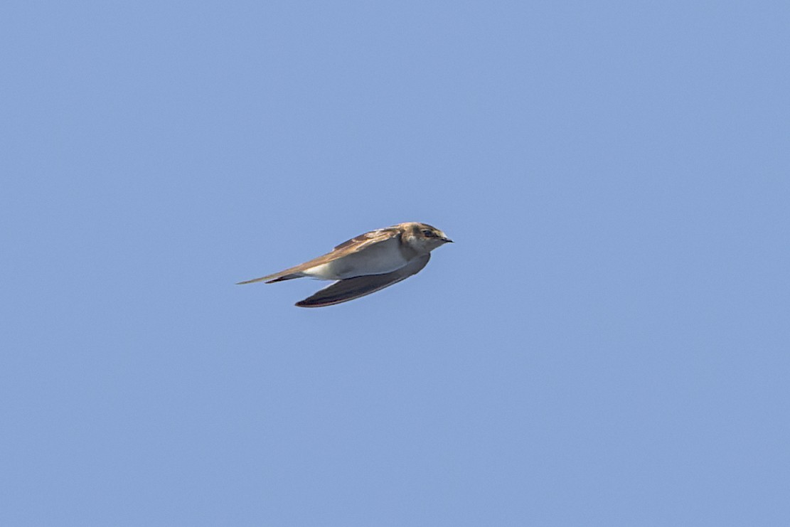 Barn Swallow - ML619649389