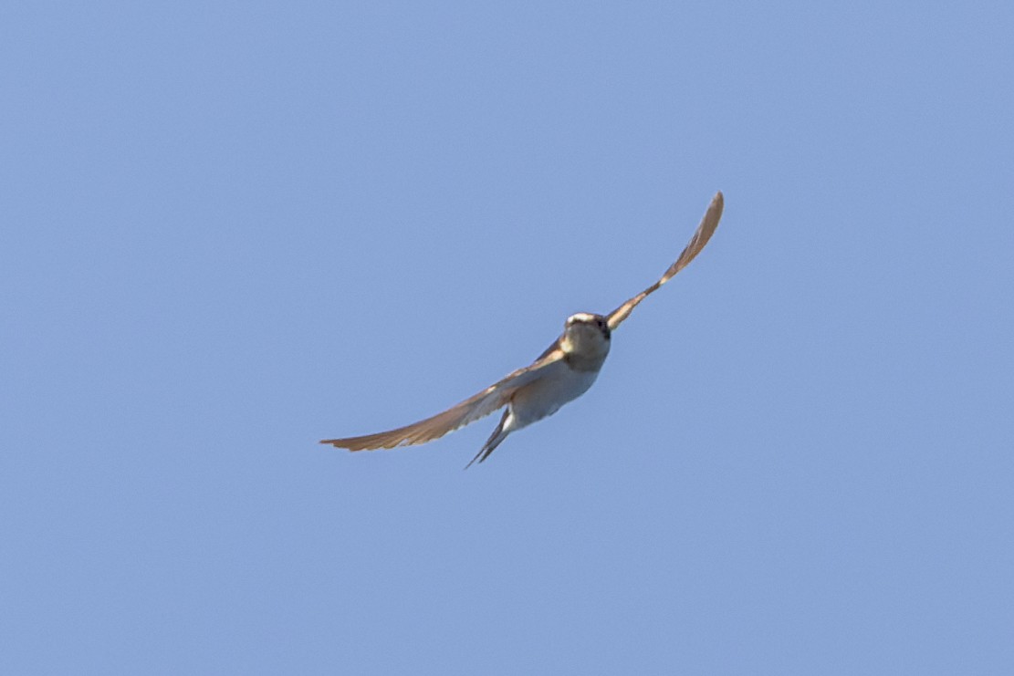 Barn Swallow - ML619649390