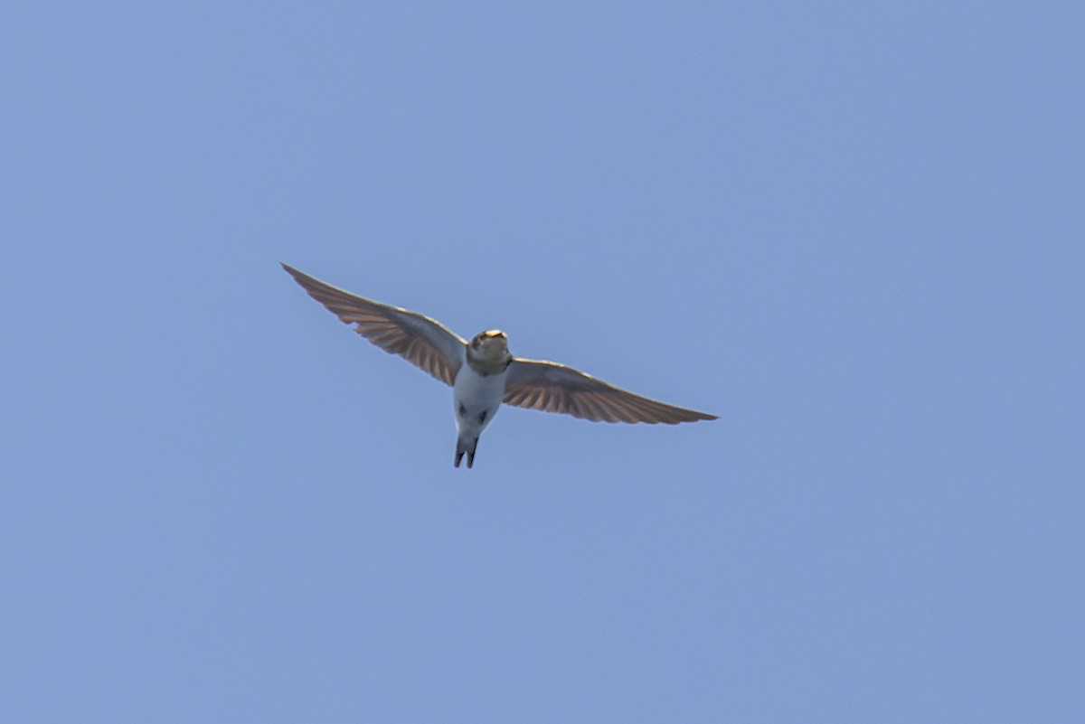Barn Swallow - ML619649399