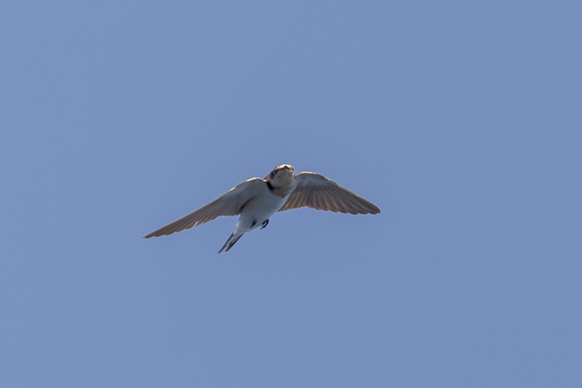 Barn Swallow - ML619649400