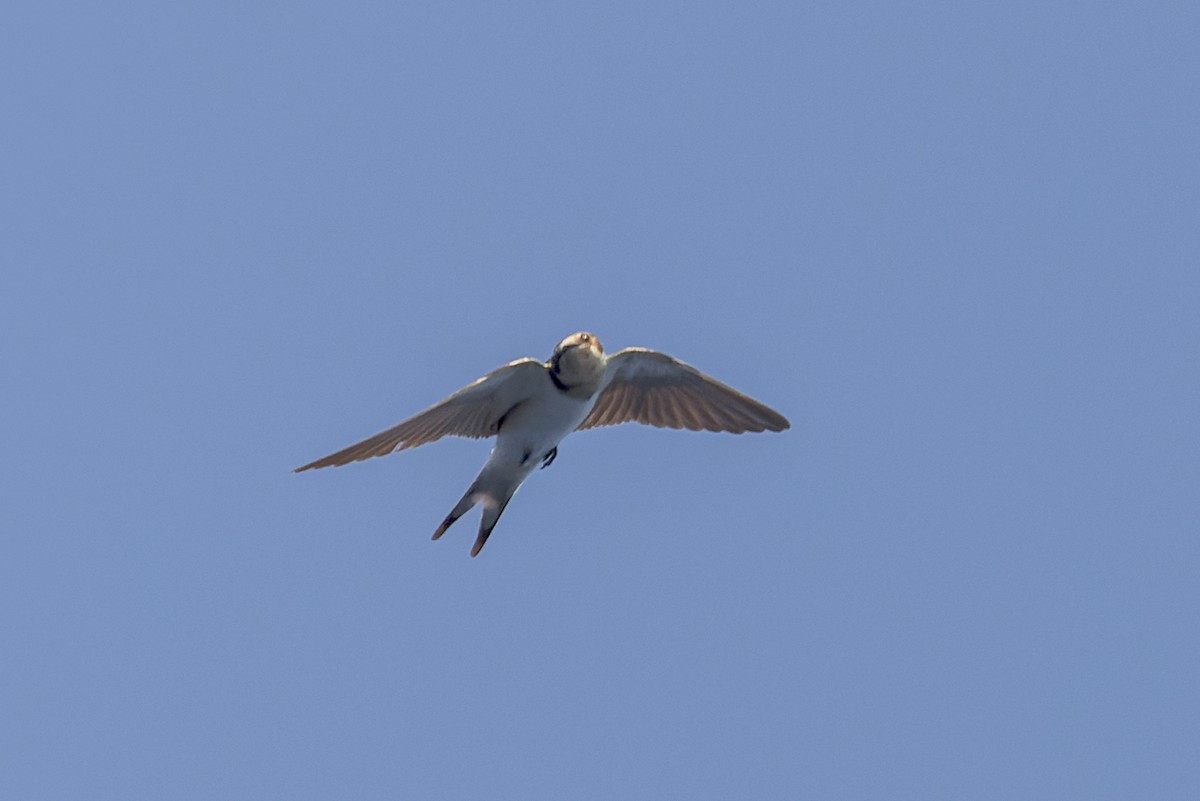 Barn Swallow - ML619649401