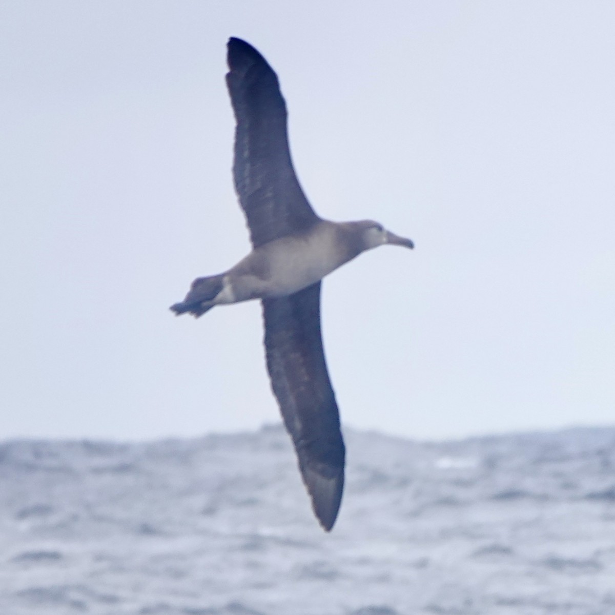 Black-footed Albatross - ML619649419
