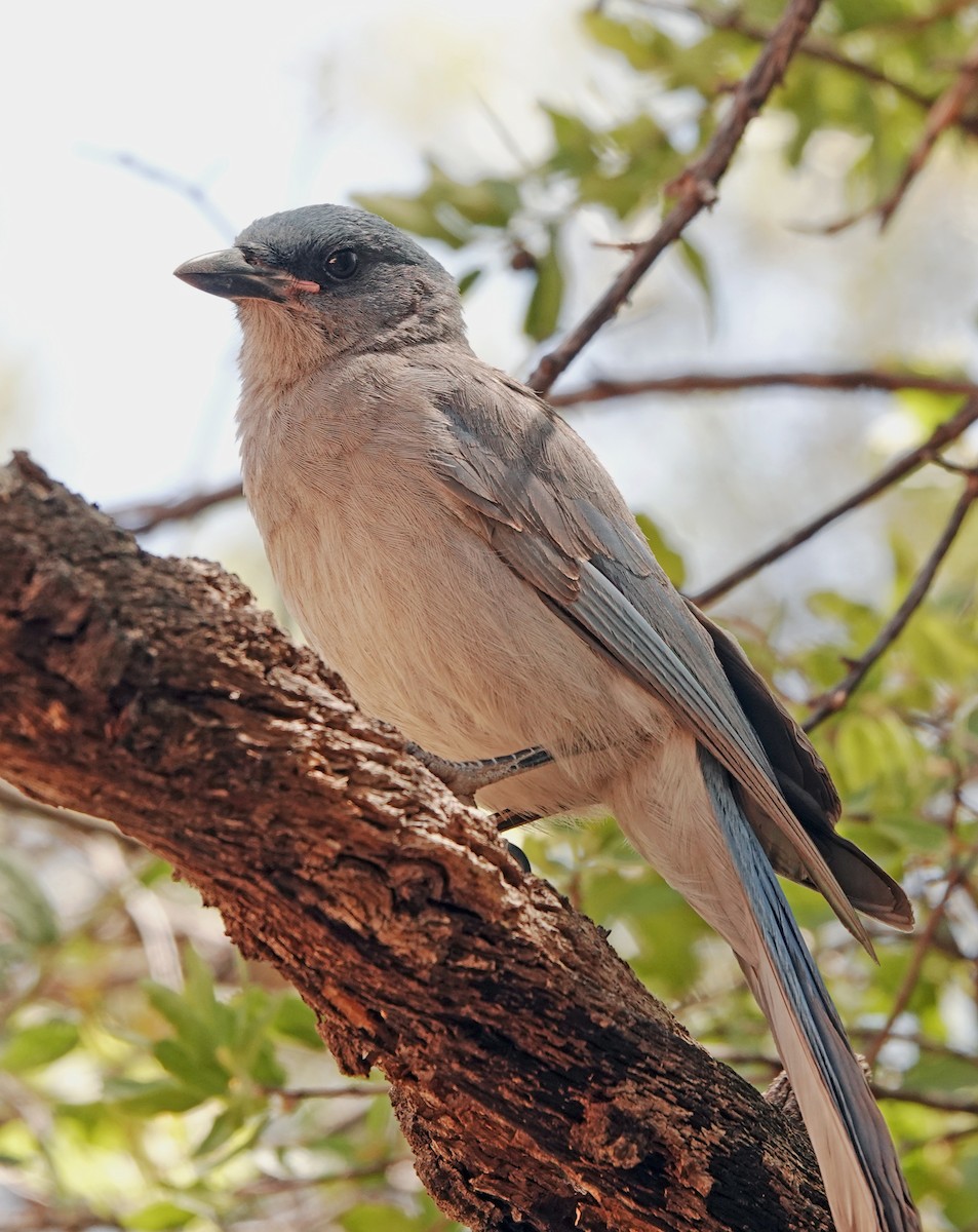 Mexican Jay - ML619649434