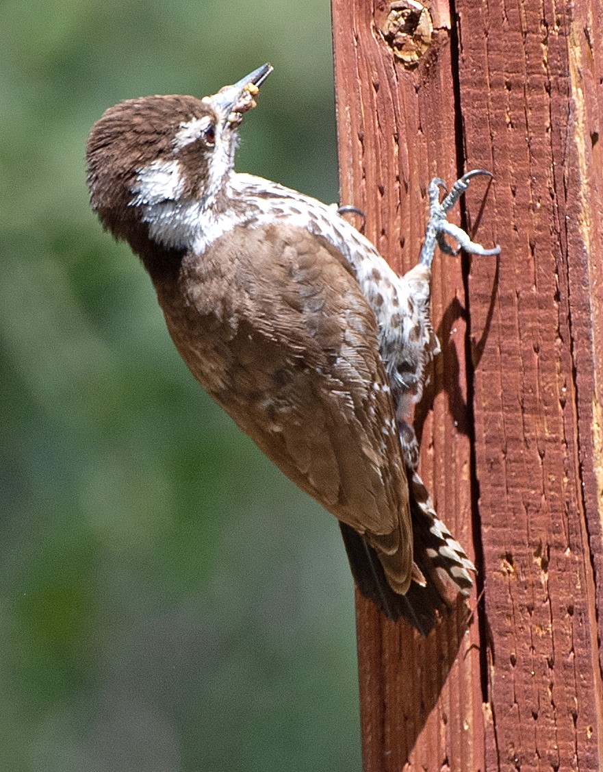 Arizona Woodpecker - ML619649519