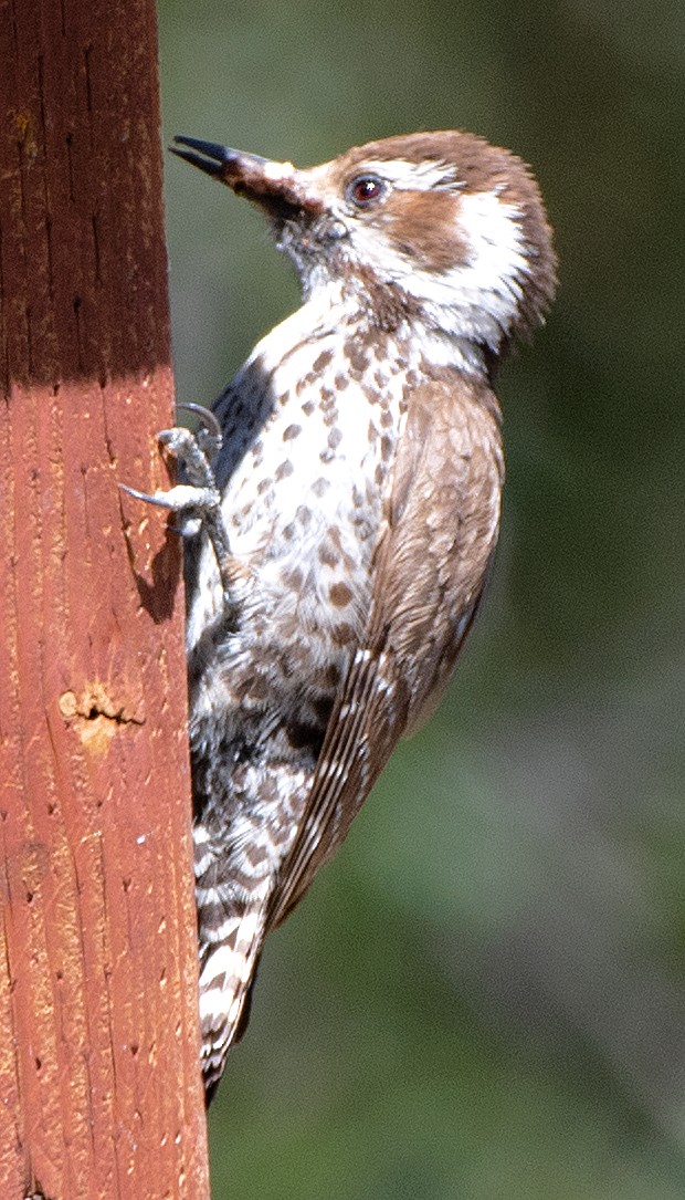 Arizona Woodpecker - ML619649520