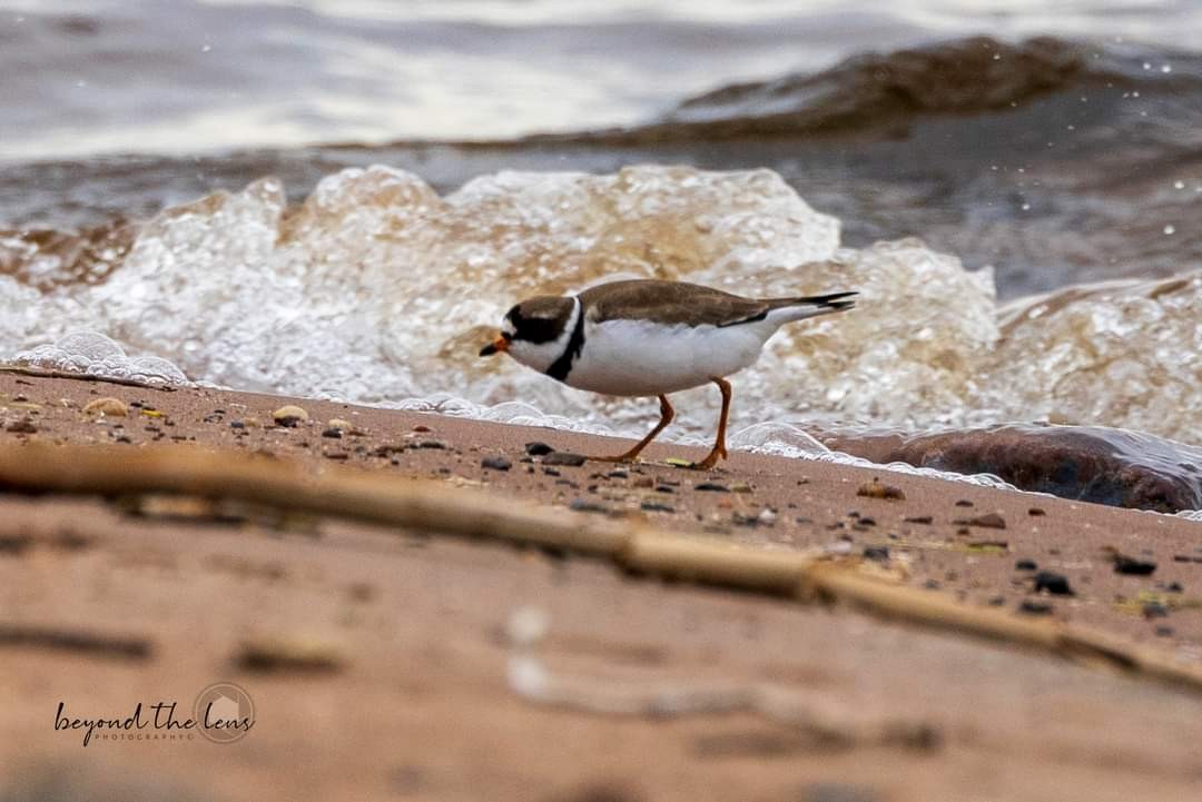 Semipalmated Plover - ML619649545