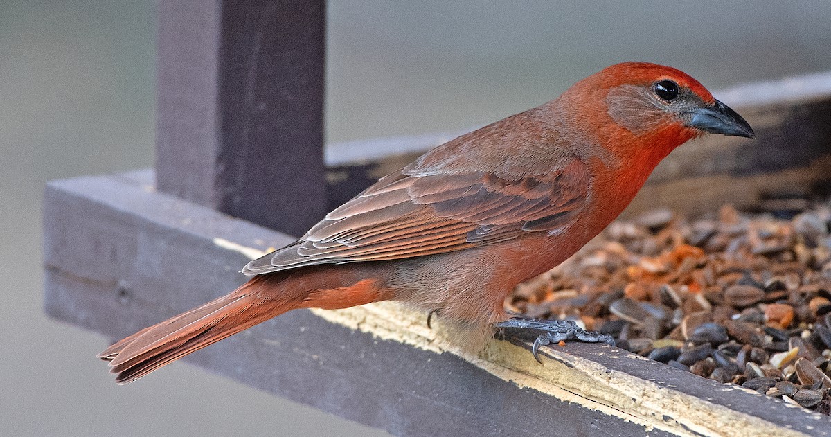 Hepatic Tanager (Northern) - ML619649612