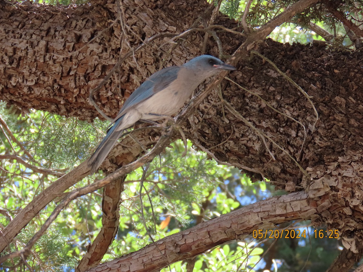 Mexican Jay - ML619649776