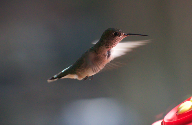 Calliope Hummingbird - ML619649779