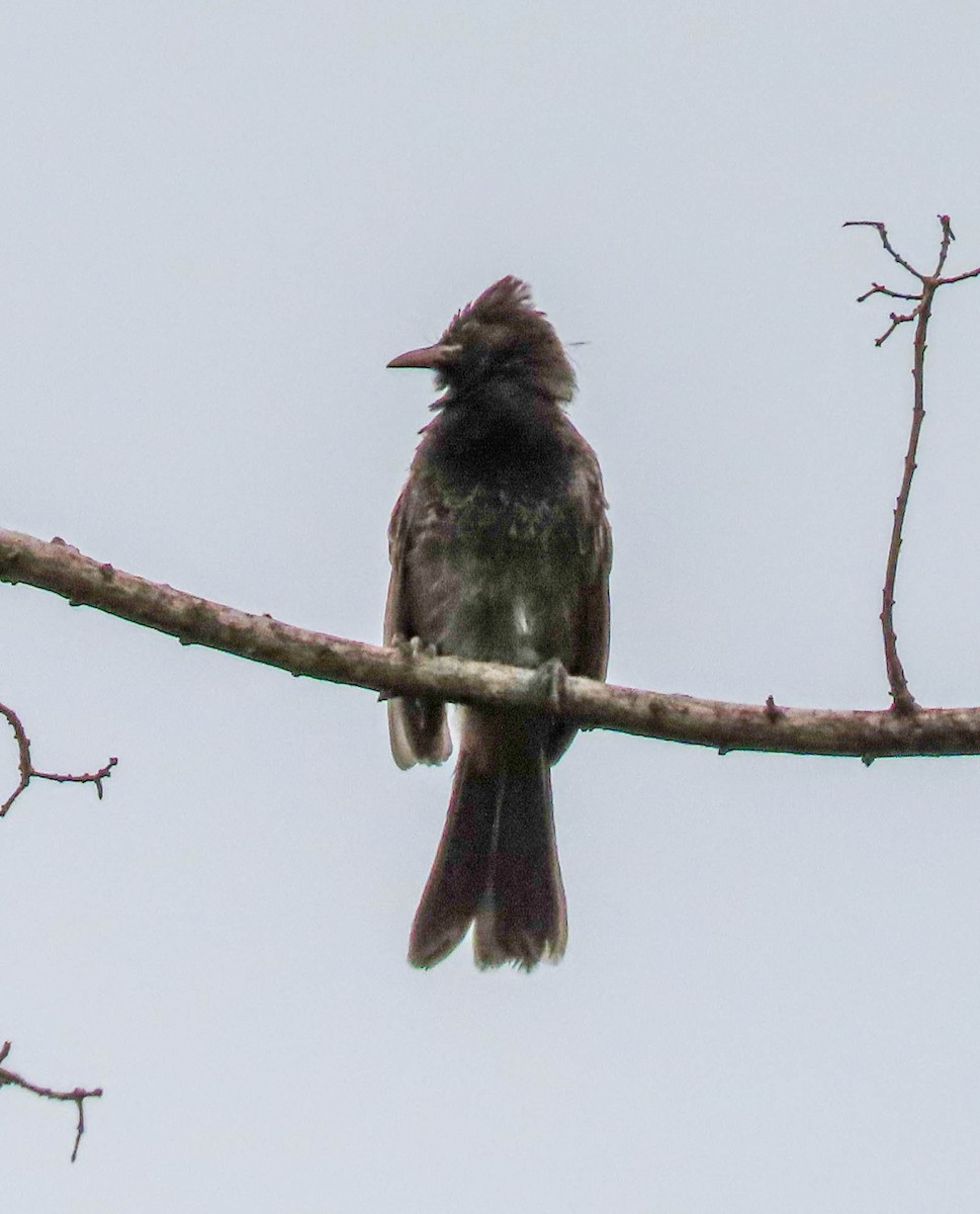 Red-vented Bulbul - ML619649852
