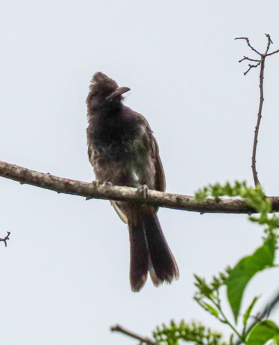 Red-vented Bulbul - ML619649854