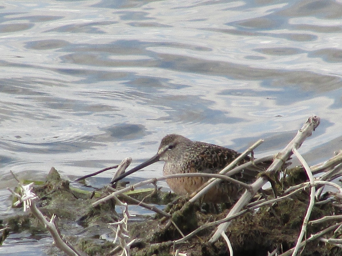 Long-billed Dowitcher - ML619649861