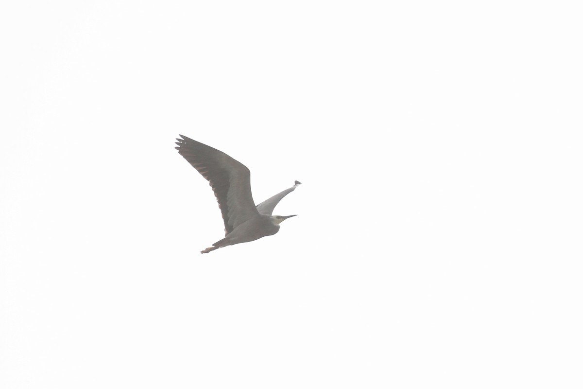 White-faced Heron - ML619649869