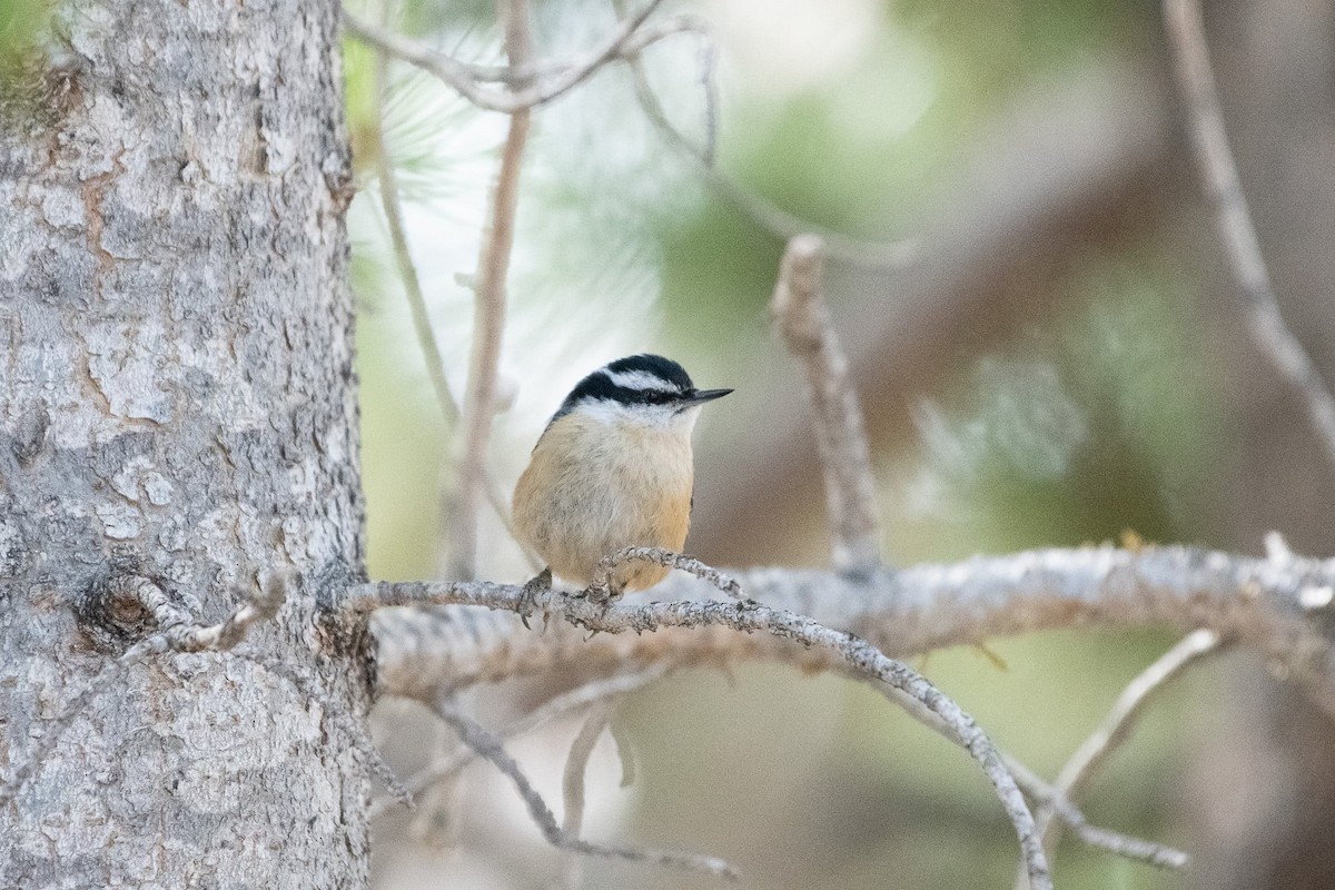 Red-breasted Nuthatch - ML619649872