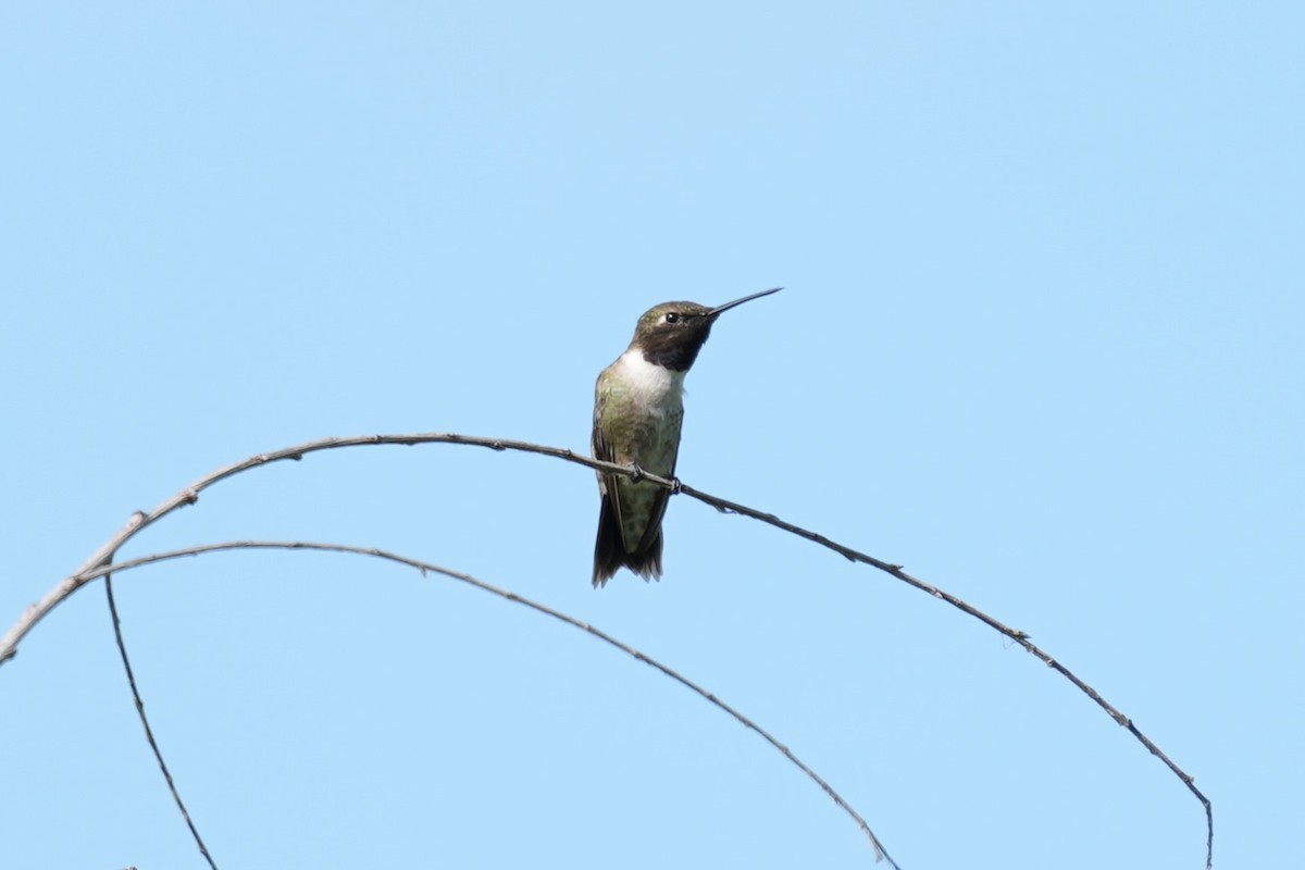 Black-chinned Hummingbird - ML619649881