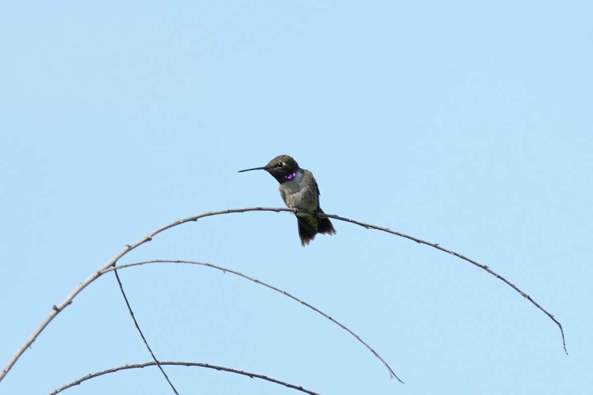 Black-chinned Hummingbird - ML619649882